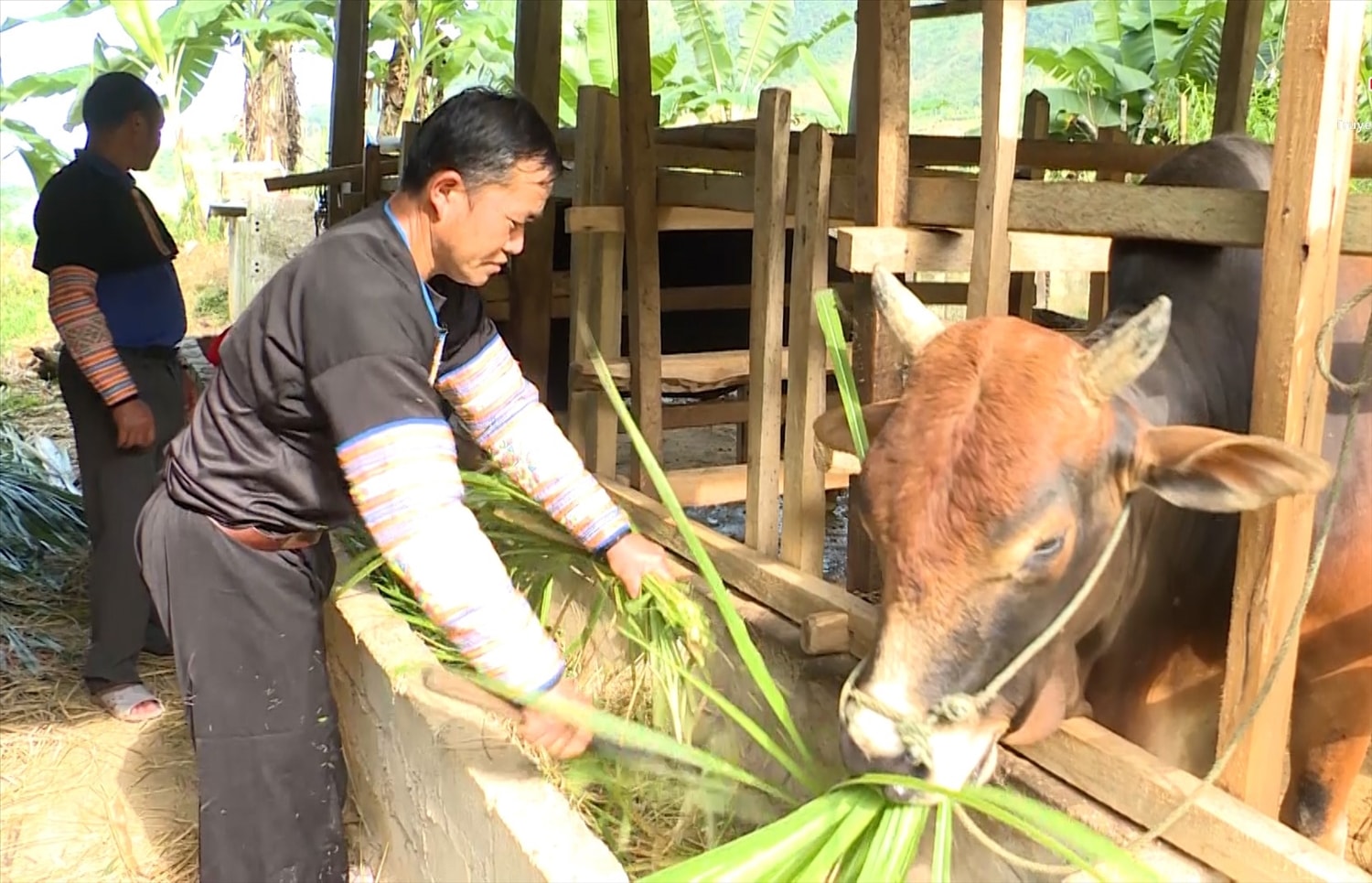 Được hỗ trợ bò giống sinh sản, cùng với ý chí nỗ lực vượt khó, nhiều gia đình bản Pá Hộc, xã Nhi Sơn đã vươn lên thoát nghèo.