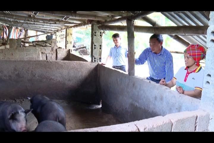 Cán bộ xã Trạm Tấu hướng dẫn người dân phát triển chăn nuôi lợn đen, góp phần giúp các hộ thoát nghèo bền vững.