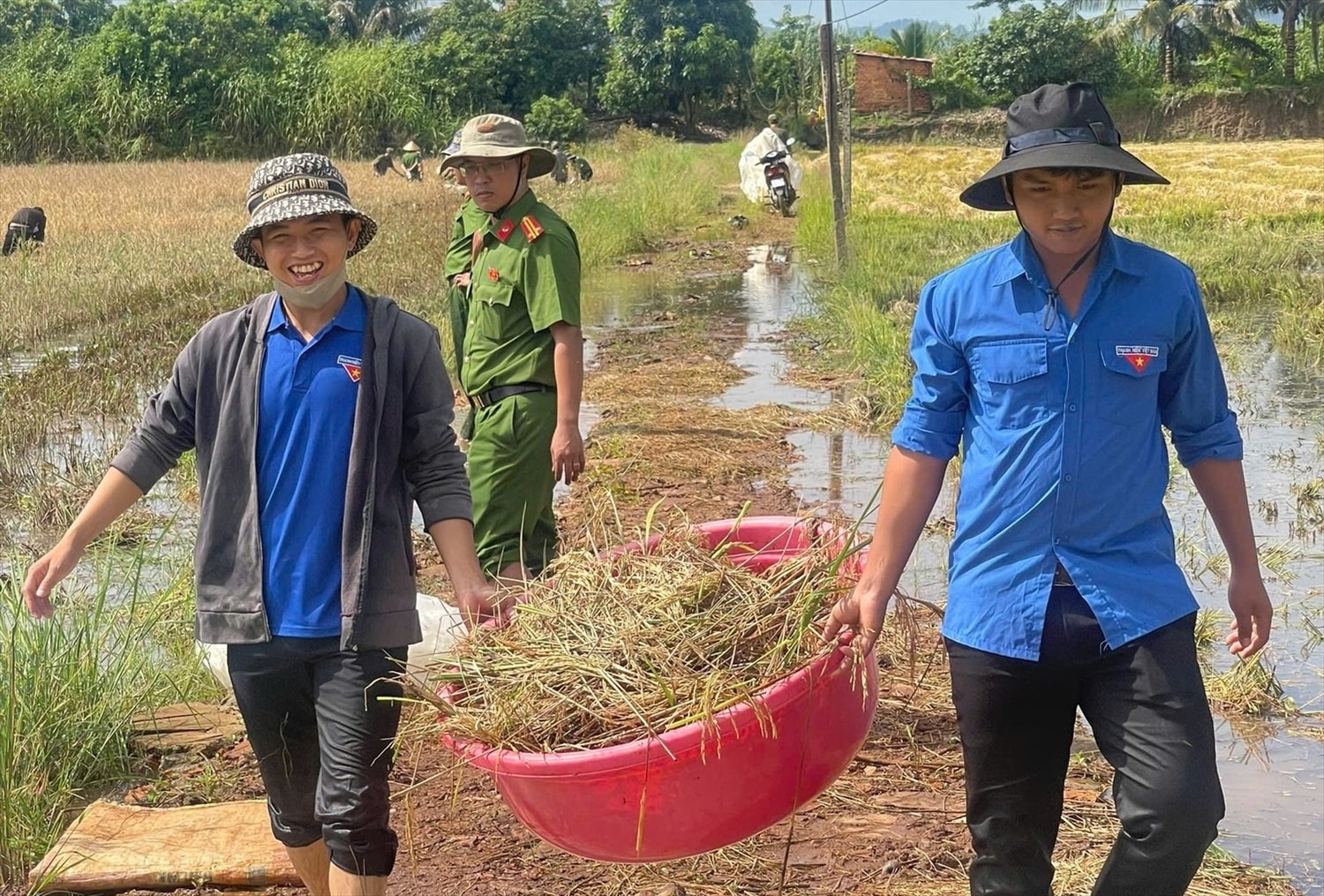 Tuổi trẻ xã Ea Na giúp người dân thu hoạch lúa giảm thiệt hại do ngập úng Tuổi trẻ xã Ea Na giúp người dân thu hoạch lúa giảm thiệt hại do ngập úng