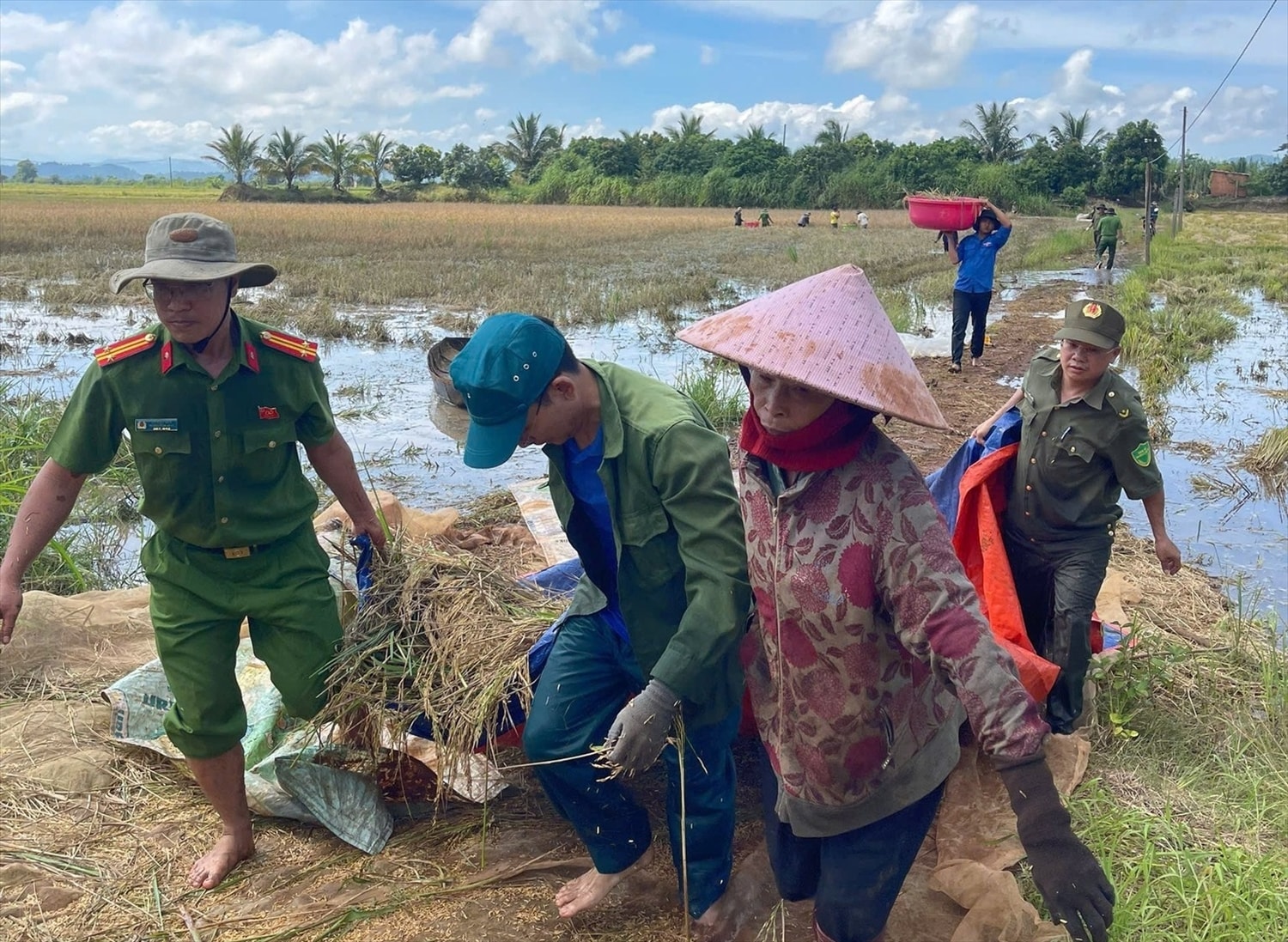 Trên cánh đồng ngập nước, hình ảnh thanh niên tình nguyện lội ruộng, cắt lúa giúp người dân lan tỏa tinh thần xung kích Trên cánh đồng ngập nước, hình ảnh thanh niên tình nguyện lội ruộng, cắt lúa giúp người dân lan tỏa tinh thần xung kích