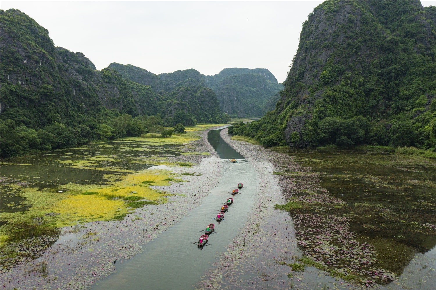 Quang cảnh dòng Ngô Đồng vào mùa hoa súng nở