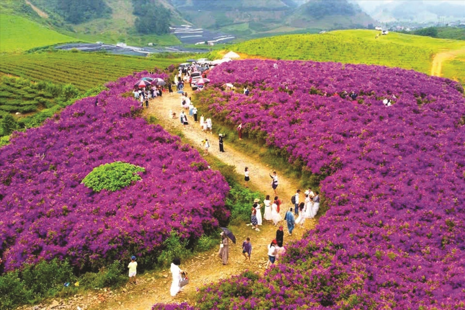 (BÁO IN) Sắc tím ở Vân Hồ 1