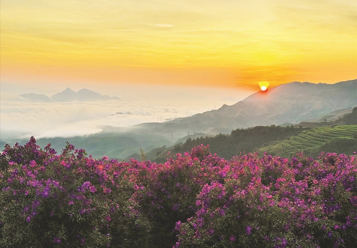 (BÁO IN) Sắc tím ở Vân Hồ