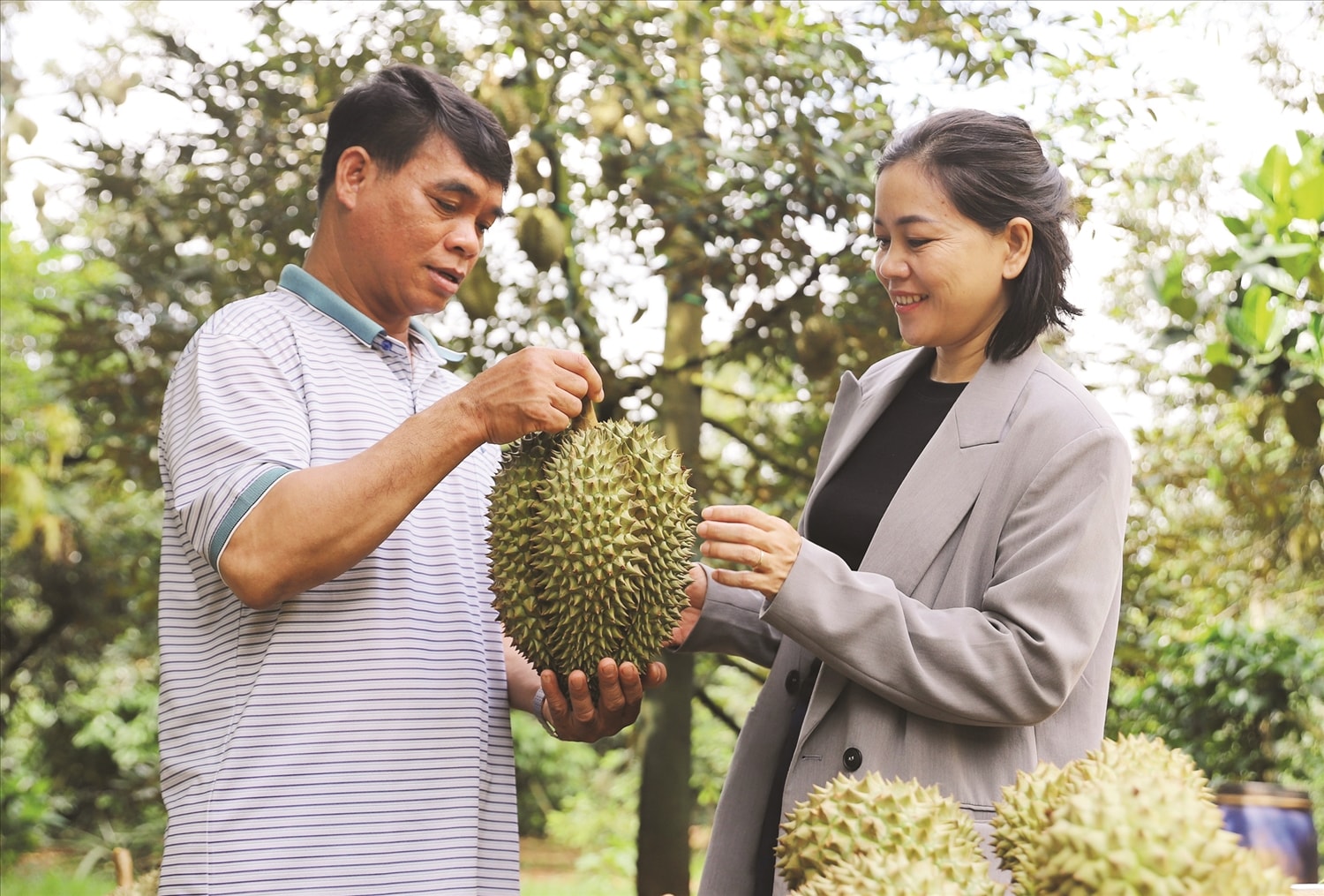 Gia đình anh Y Thơm mỗi năm có thu nhập trung bình gần 2 tỷ đồng từ bán quả sầu riêng