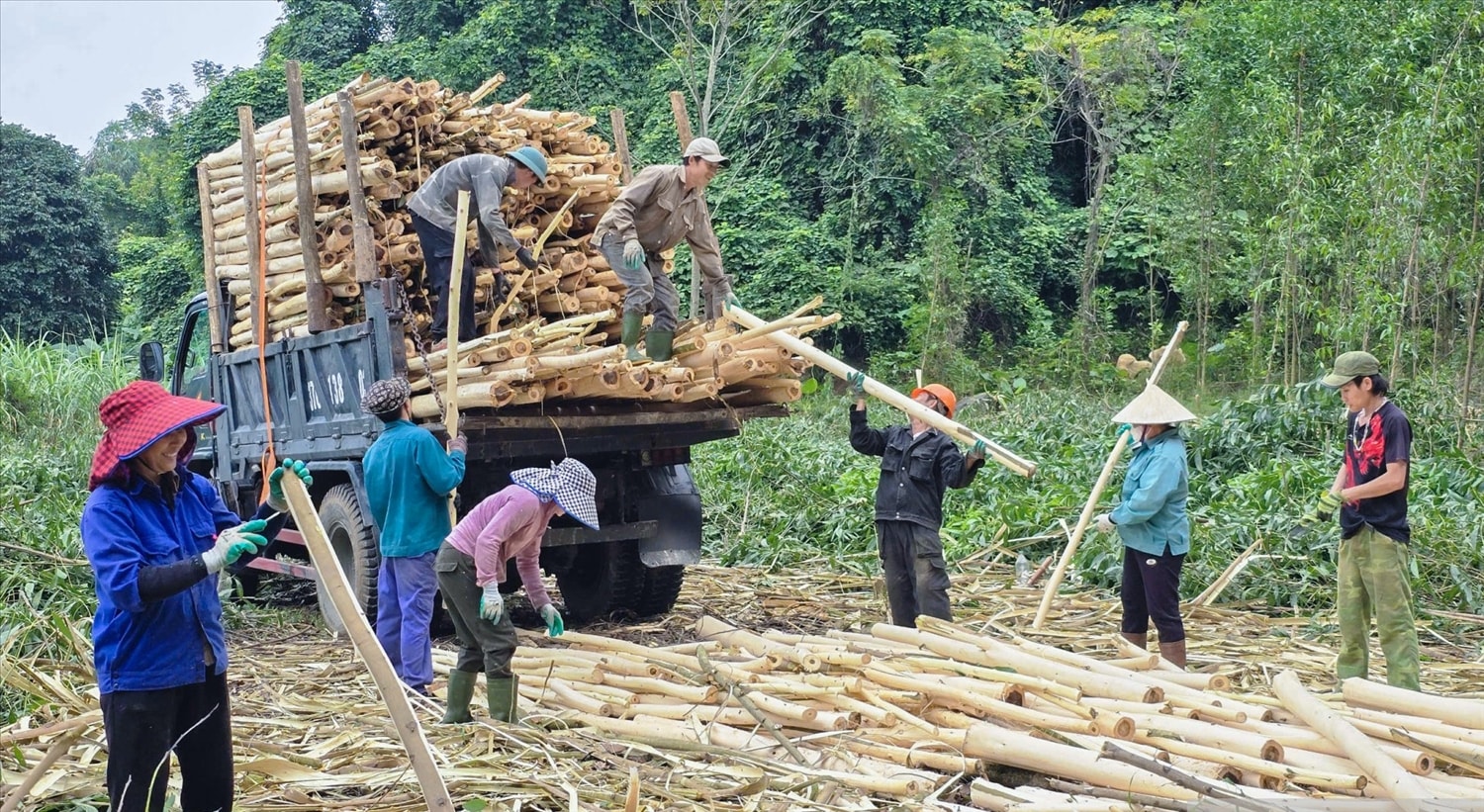Thu hoạch keo nguyên liệu ở miền núi Nghệ An