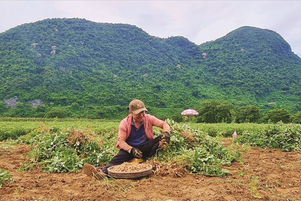 Với diện tích đất rẫy, bà con Bru Vân Kiều ở xã Trường Sơn trồng lạc để có thêm thu nhập