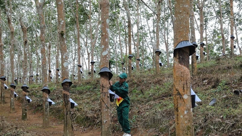 Những mô hình chuyên canh cây công nghiệp góp phần giúp người dân thoát nghèo bền vững