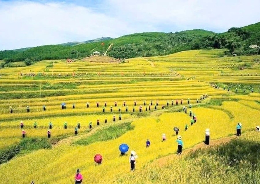 Ruộng bậc thang Miền Đồi từ lâu được biết đến là một trong những danh thắng đẹp nhất của Phú Thọ. (Ảnh: TP)