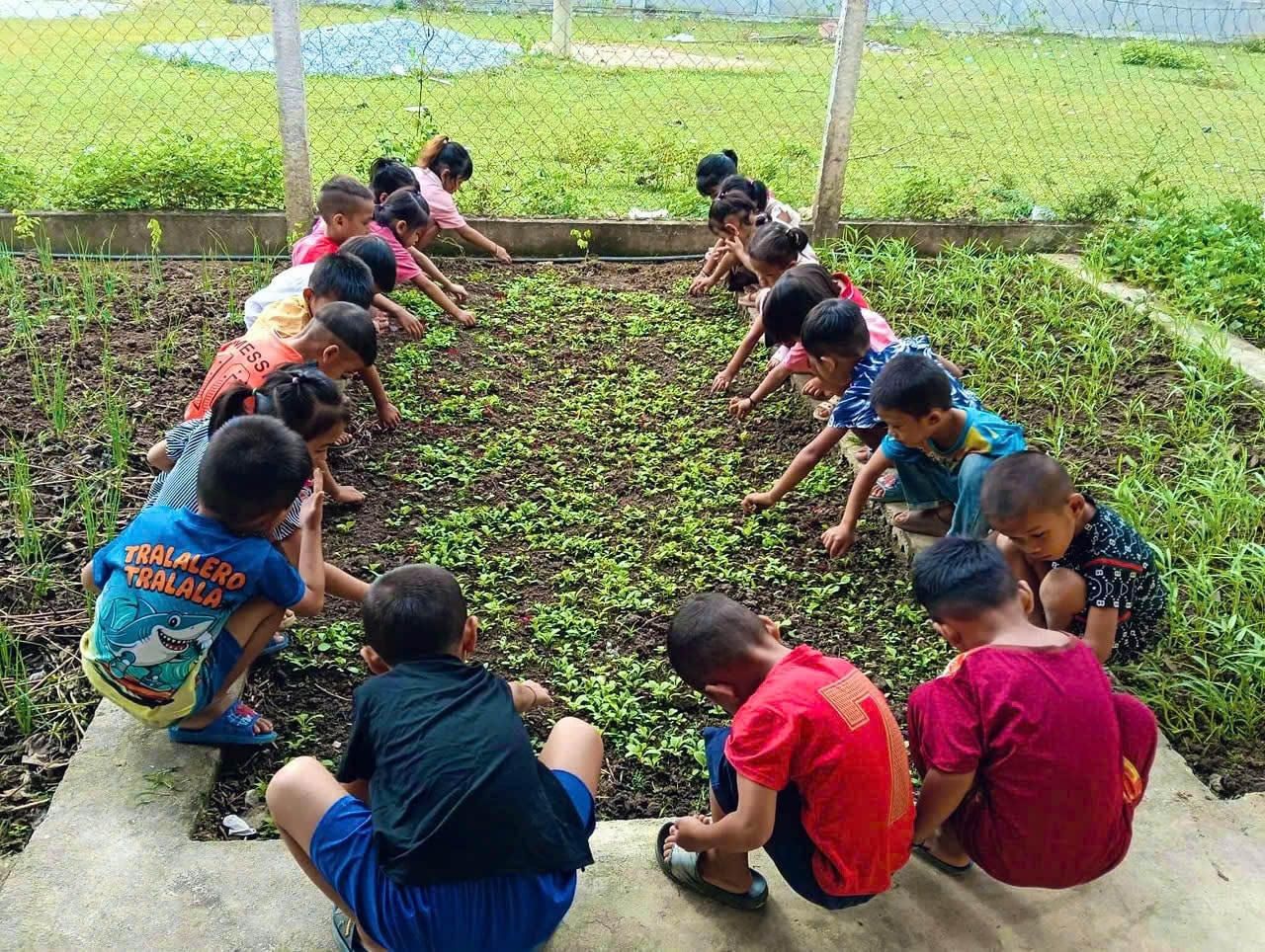 Các em học sinh thích thú bên những luống rau trong khuôn viên trường
