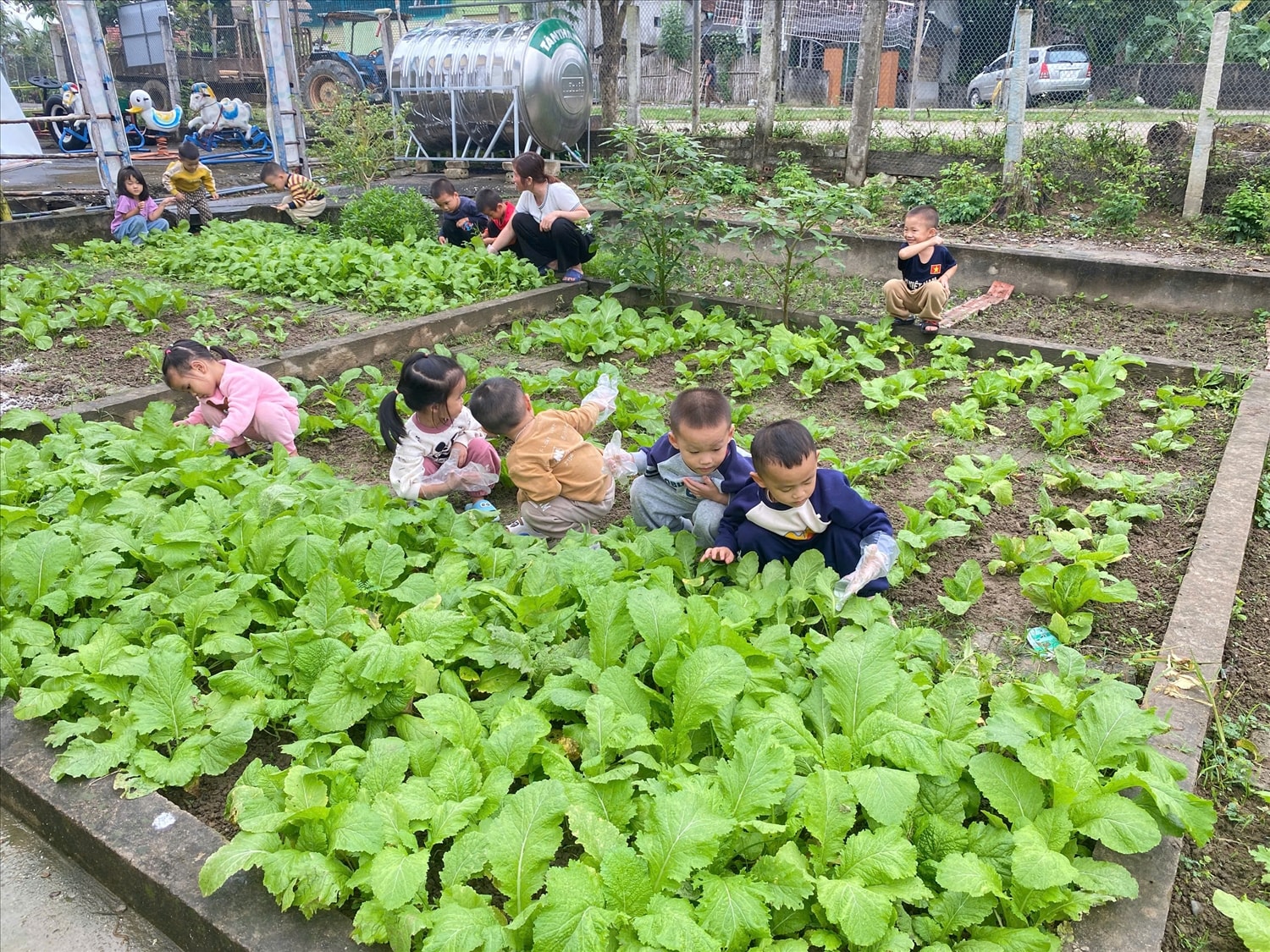 BÀI Khi tình yêu thương nảy mầm từ những luống rau quê 7