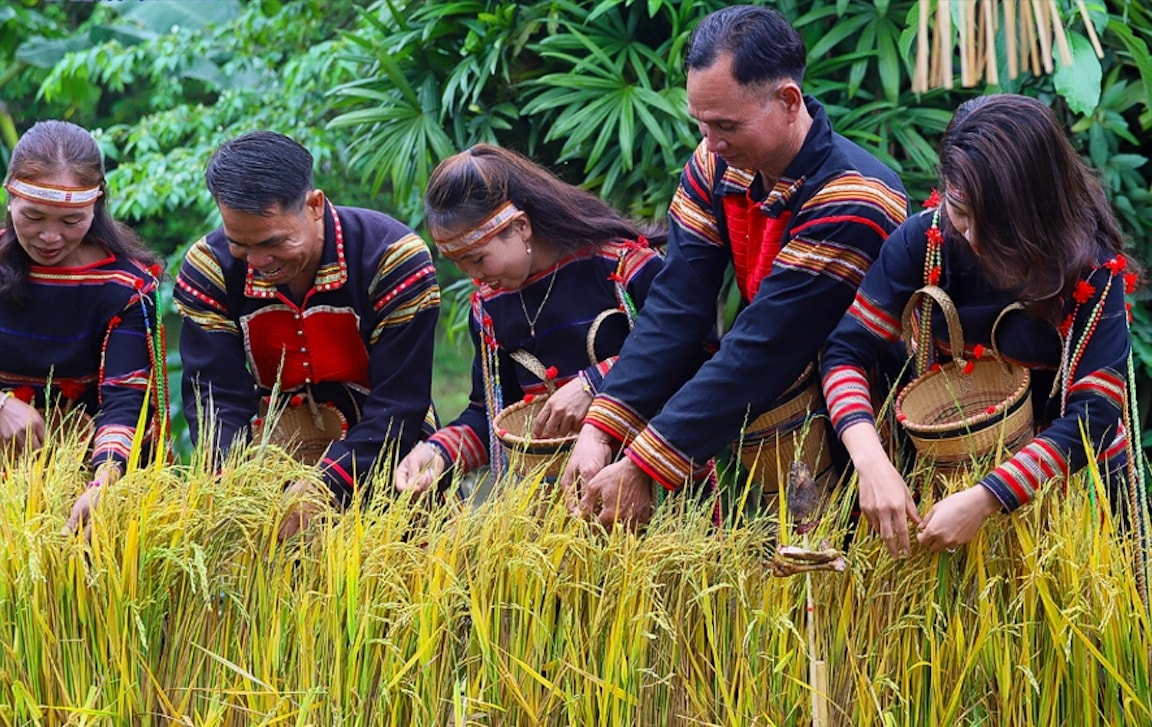 Nghi thức tuốt lúa đưa vào kho trong Lễ mừng lúa mới của người Gia Rai. (Ảnh: S.T)