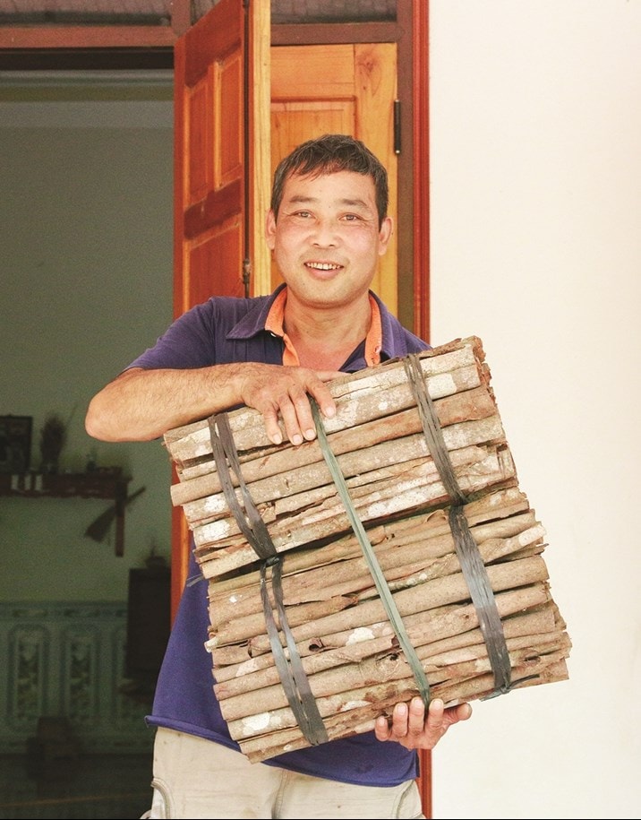Ông Cai tự bóc vỏ, sơ chế quế, đợi thương lái đến thu mua