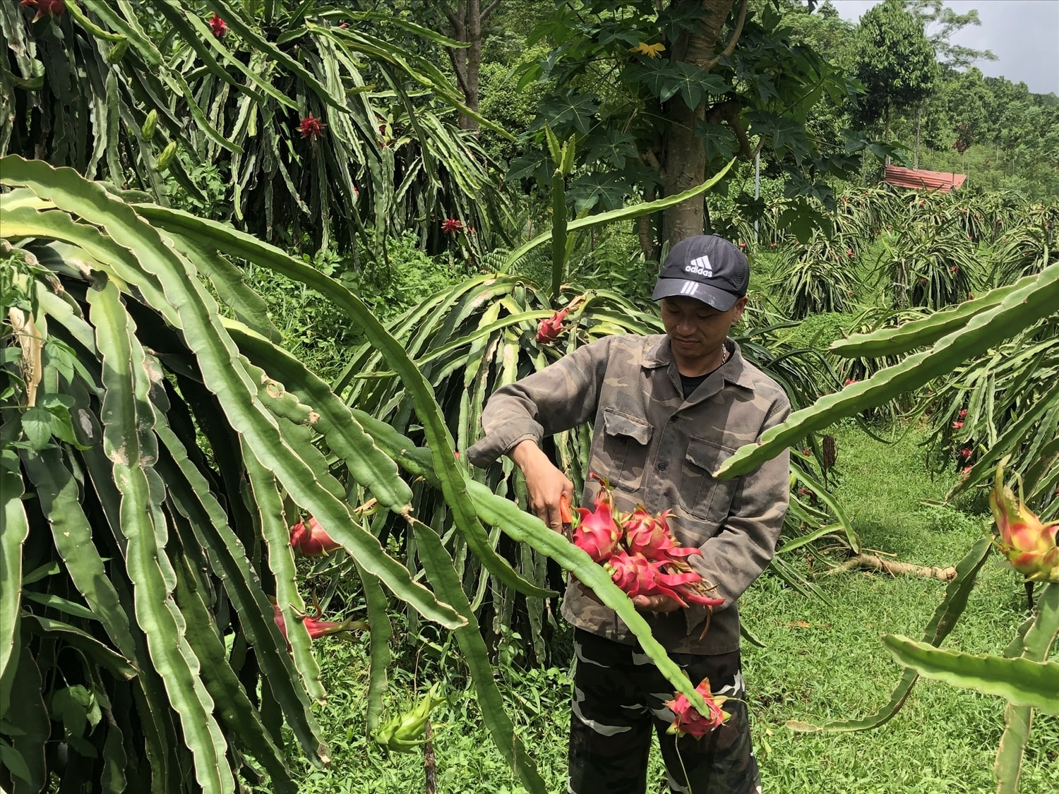 Quỹ Hỗ trợ nông dân tỉnh Lào Cai  góp phần nâng cao hiệu quả sản xuất nông nghiệp vùng cao (ảnh Trọng Bảo)