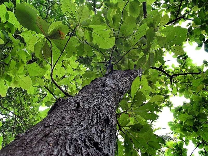 Kỹ thuật trồng rừng tếch 