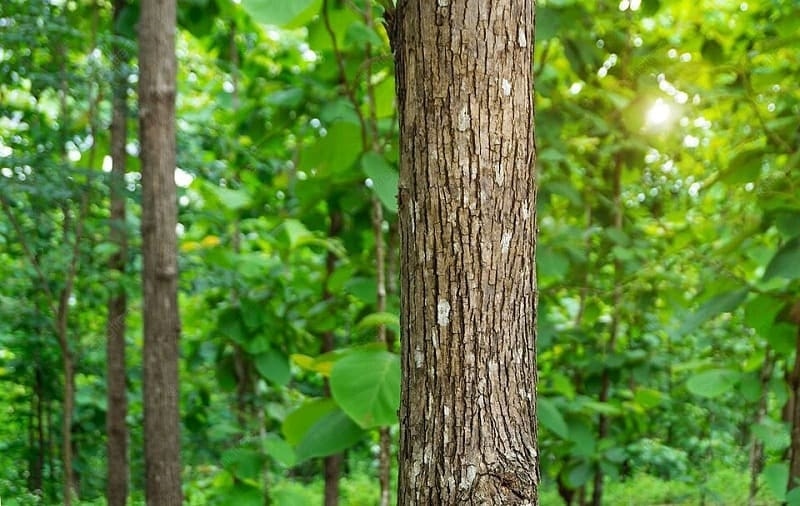 (Tổng hợp) Kỹ thuật trồng rừng tếch 3