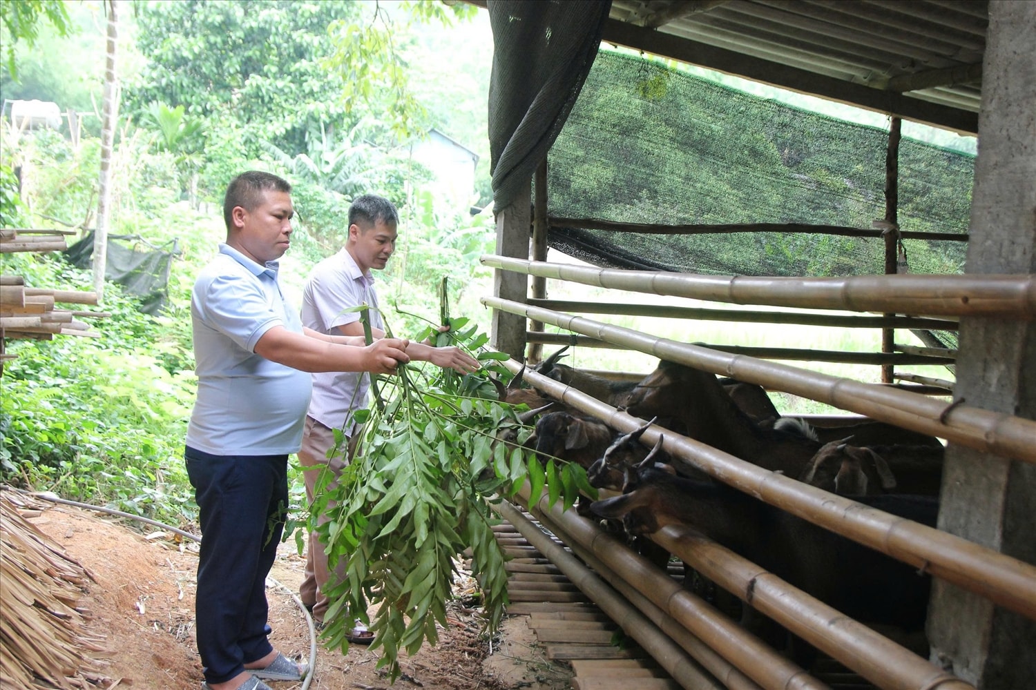 Người dân xã Trường Sinh phát triển mô hình chăn nuôi dê, nâng cao thu nhập