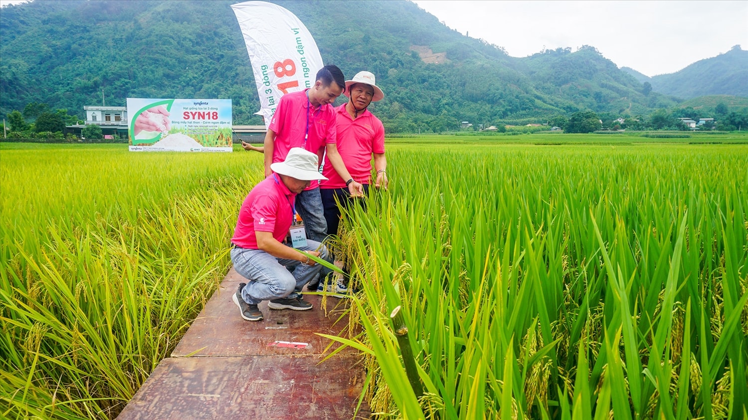 Nhờ đưa các giống lúa mới vào sản xuất, năng suất lúa của đồng bào Mông ở bản Tèn, xã Văn Lăng (Thái Nguyên) ngày càng tăng, hiện đạt 200–220 kg/sào, gần gấp đôi so với 15 năm trước.