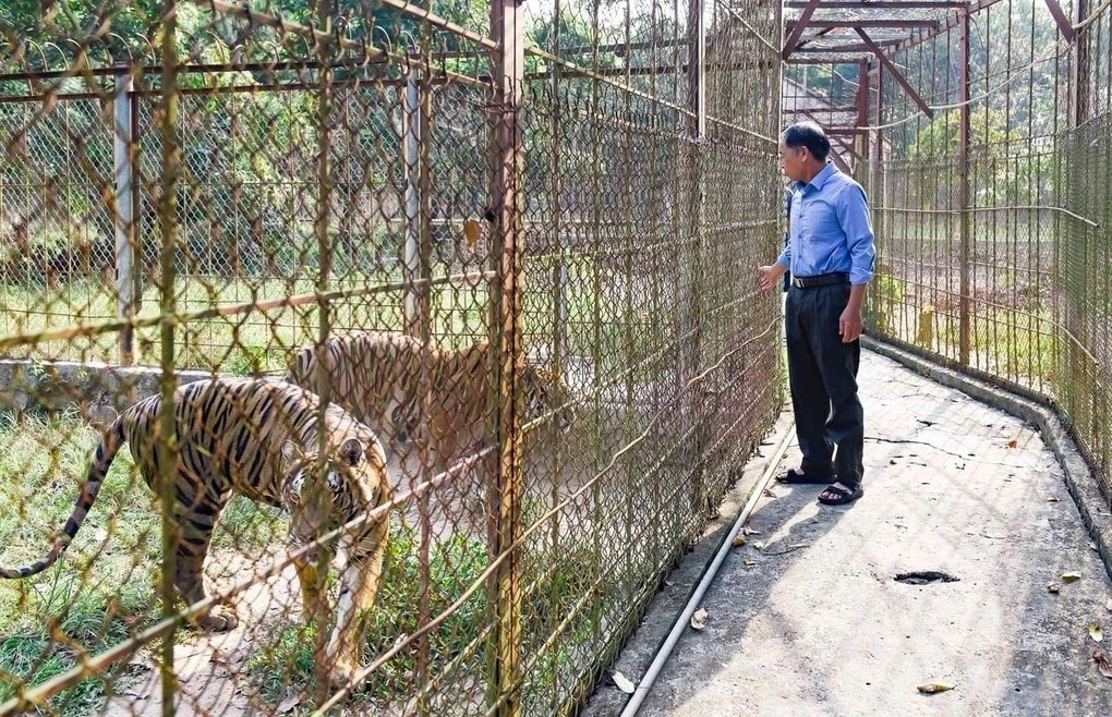 Việc chăm sóc đàn hổ nhiều năm qua là gánh nặng kinh tế vô cùng lớn với chủ trại Việc chăm sóc đàn hổ nhiều năm qua là gánh nặng kinh tế vô cùng lớn với chủ trại