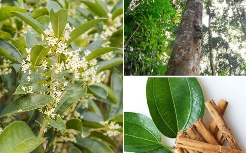 Quế chi được dùng để trị các bệnh thuộc thể phong hàn như cảm lạnh, đau đầu, đau bụng, đau khớp do phong hàn thấp gây ra. 
