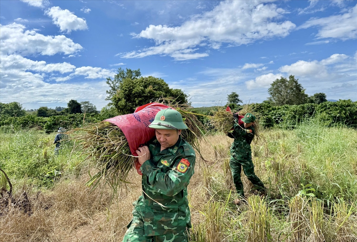 Cán bộ, chiến sĩ Đồn Biên phòng Ia Púch giúp dân thu hoạch lúa 