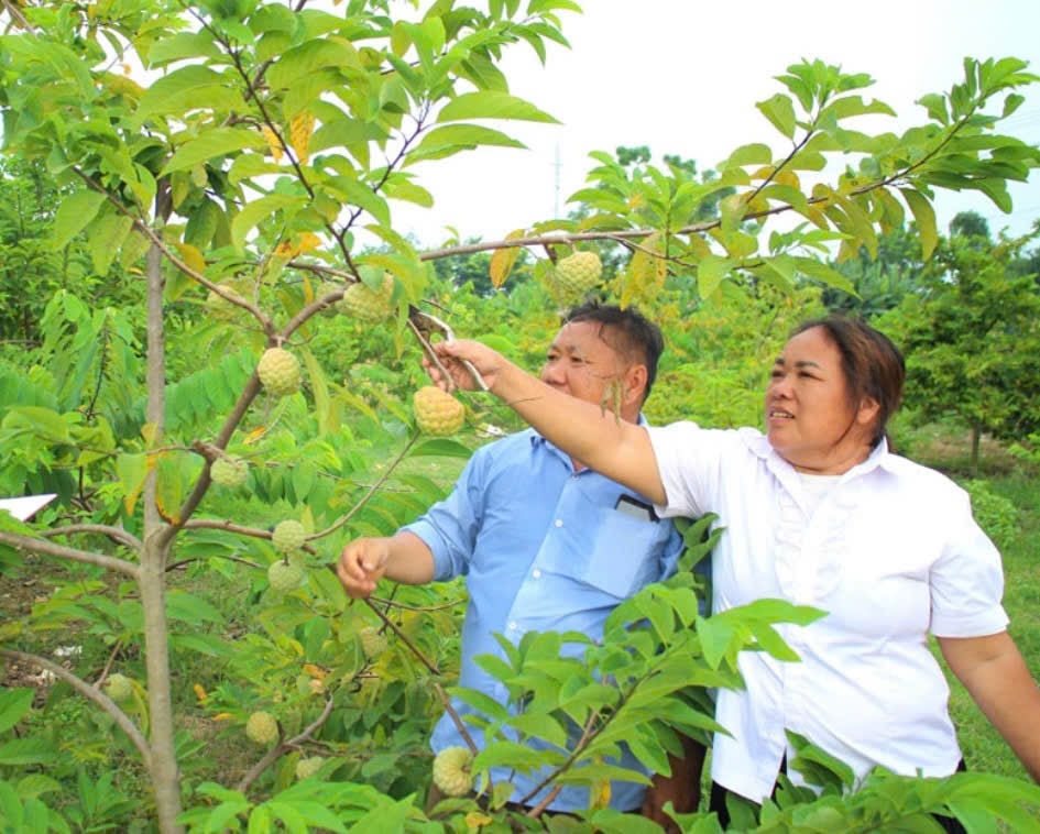 Người dân xóm Trung Sơn chăm sóc vườn na – hướng đi giúp nhiều hộ vươn lên thoát nghèo bền vững. Mô hình trồng na cũng đang phát huy hiệu quả, giúp cho nhiều gia đình xóm Trung Sơn có cơ hội thoát nghèo bền vững