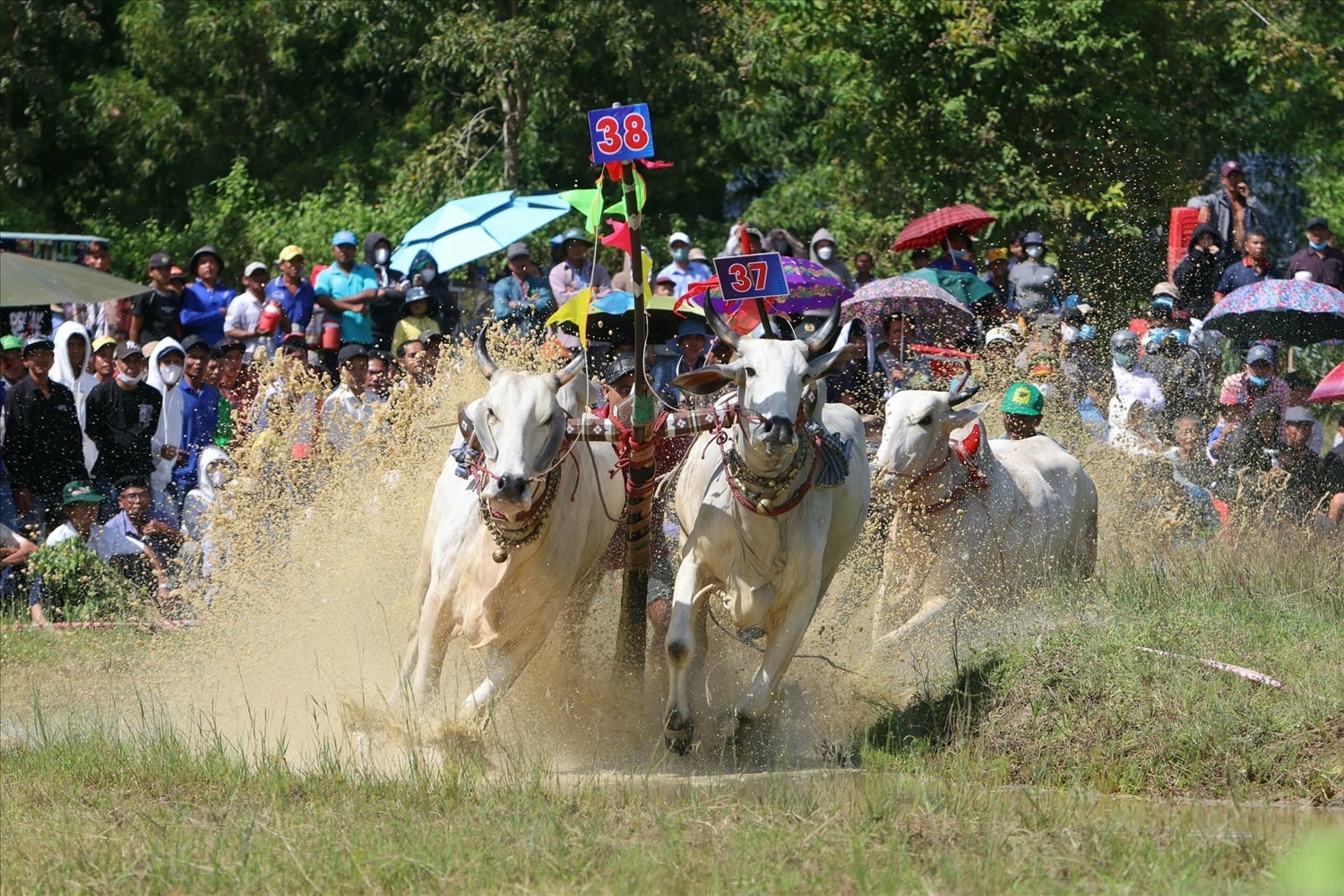 Nhờ có sự quan tâm, các lễ hội của đồng bào DTTS được giữ gìn và phát huy. (Trong ảnh: Hội Đua bò Bảy Núi thể hiện nét đẹp văn hóa truyền thống đậm chất nhân văn của đồng bào dân tộc Khmer vùng Bảy Núi của tỉnh An Giang)