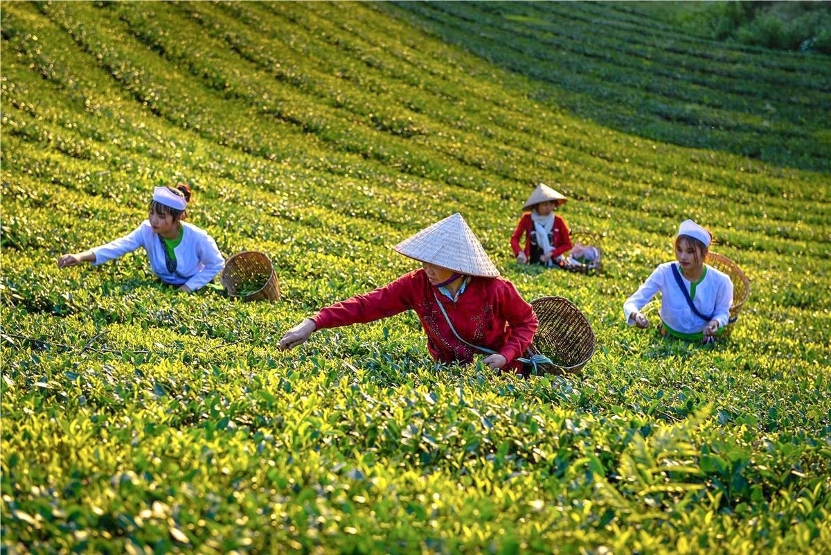 Phú Thọ không chỉ nâng tầm giá trị nông sản mà còn biến du lịch thành cầu nối đưa đặc sản địa phương lan tỏa rộng khắp. ( Ảnh minh hoạ)
