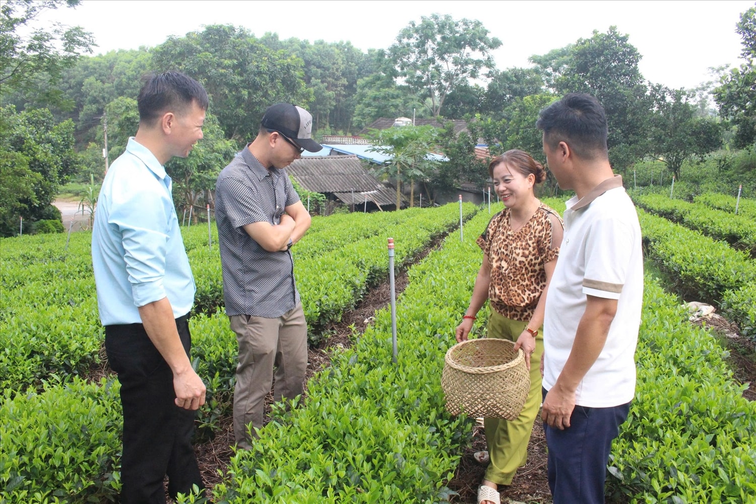 Bà Tống Thị Xuyến làm Giám đốc Hợp tác xã chè an toàn Hoan Xuyến xã Vô Tranh, tỉnh Thái Nguyên giới thiệu về quá trình trồng chè