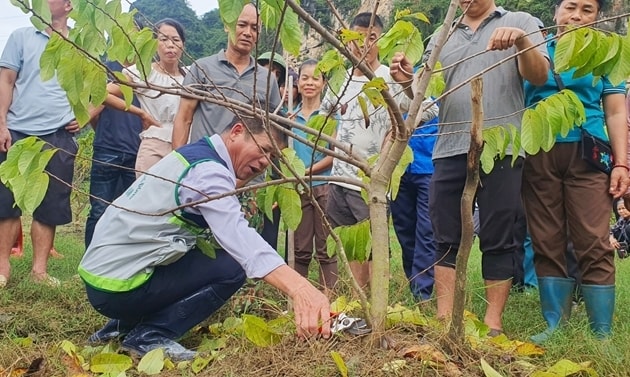 Cán bộ khuyến nông hướng dẫn người dân Cai Kinh (Lạng Sơn) khôi phục cây na sau mưa lũ Cán bộ khuyến nông hướng dẫn người dân Cai Kinh (Lạng Sơn) khôi phục cây na sau mưa lũ