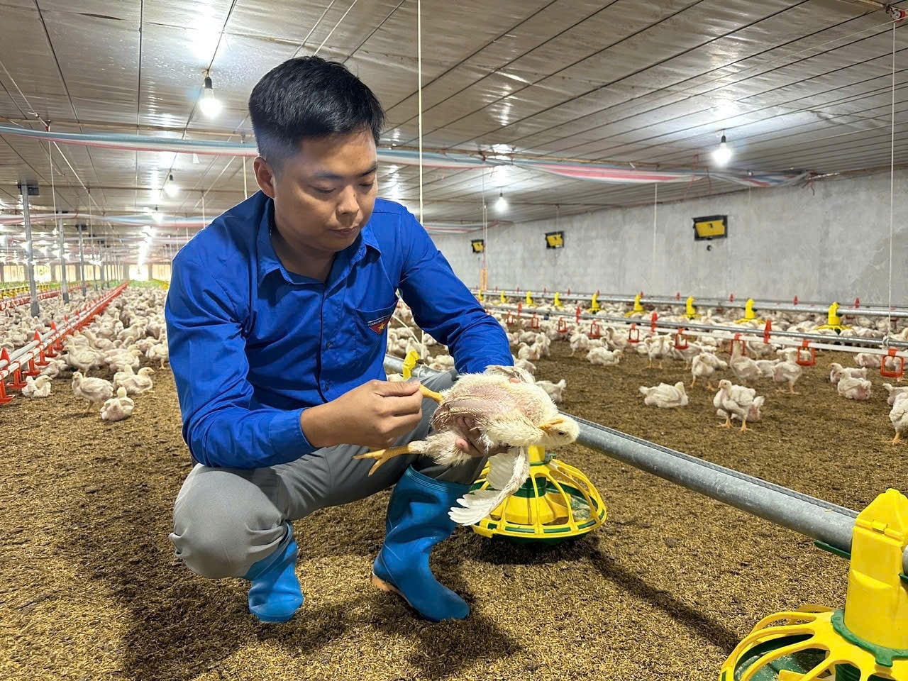 Khác với mô hình chăn nuôi truyền thống, trang trại của anh Hữu được đầu tư hệ thống tự động hóa gần như hoàn toàn. 