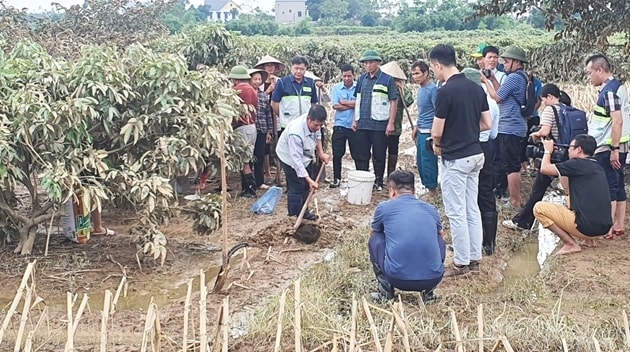 Ngành nông nghiệp đẩy mạnh các biện pháp hỗ trợ người dân khắc phục hậu quả sau mưa bão 