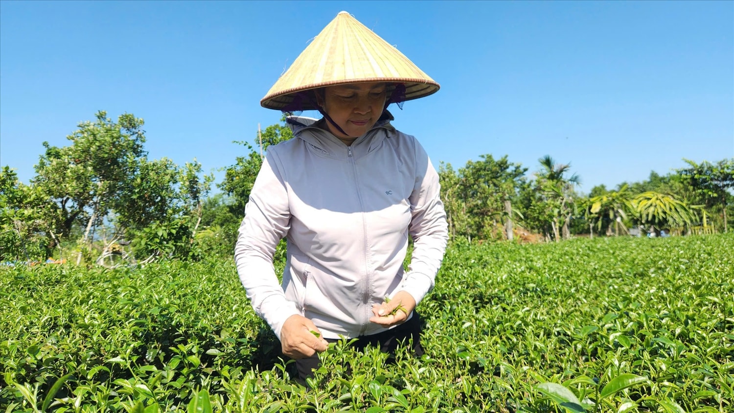 Bà Đào Thị Bính là một trong những người tiên phong phát triển cây chè ở Quảng Đức