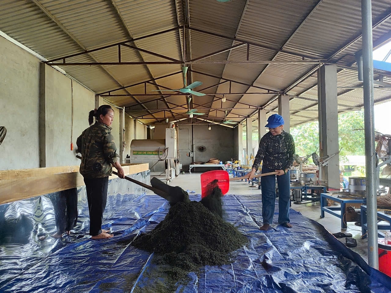 Các thành viên Hợp tác xã Chè sạch Tuyết Thơm đang đảo chè sau khi sao để đảm bảo hương vị tự nhiên và chất lượng đồng đều. (Ảnh Thảo Khánh)