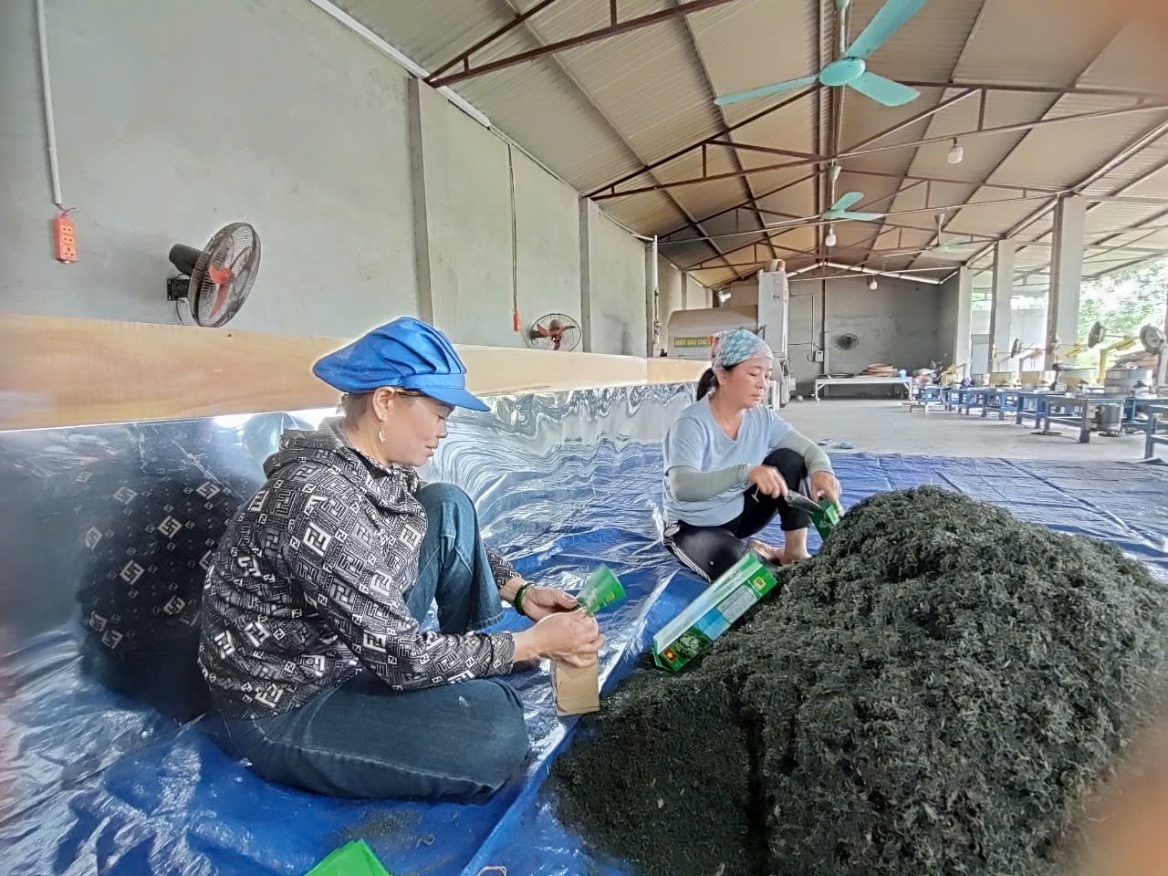 Bà Phạm Thị Thơm (ngoài cùng) Giám đốc HTX chè sạch Tuyết Thơm đóng gói sản phẩm chè thành phẩm, bảo đảm quy trình vệ sinh và an toàn thực phẩm. (Ảnh Thảo Khánh)