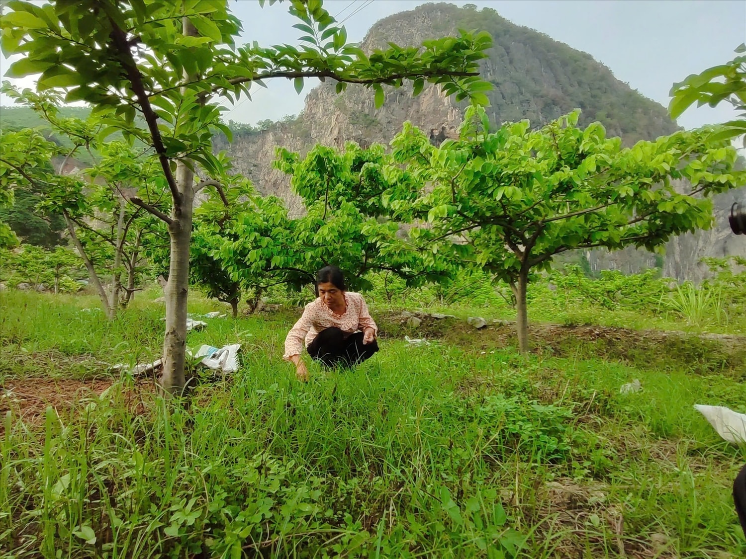 Chị Dương Thị Sang (sinh năm 1984), người dân tộc Mông ở xóm Trung Sơn, xã Quang Sơn, tỉnh Thái Nguyên, đang chăm sóc vườn na cho năng suất cao, mang lại thu nhập ổn định, góp phần giúp gia đình thoát nghèo, vươn lên làm kinh tế bền vững. (Ảnh: Thảo Khánh)