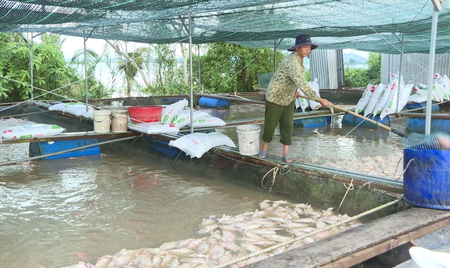 Người dân buồn bã thu gom cá chết 