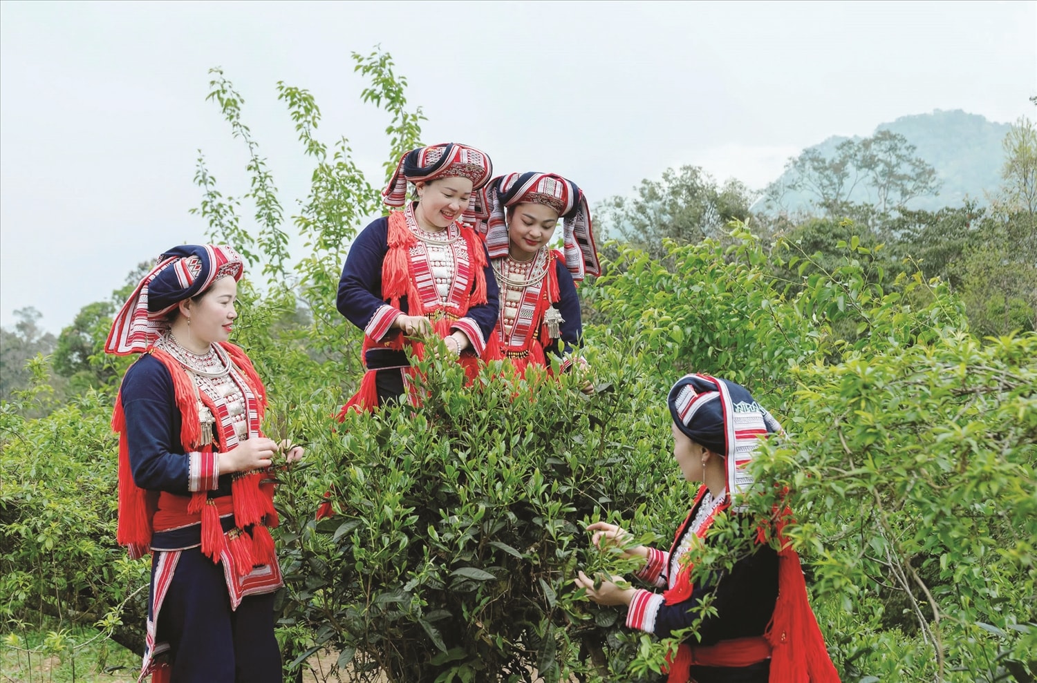 Với đồng bào dân tộc Dao xã Hồ Thầu, tỉnh Tuyên Quang, chè là loại cây trồng chủ lực giúp xóa đói, giảm nghèo