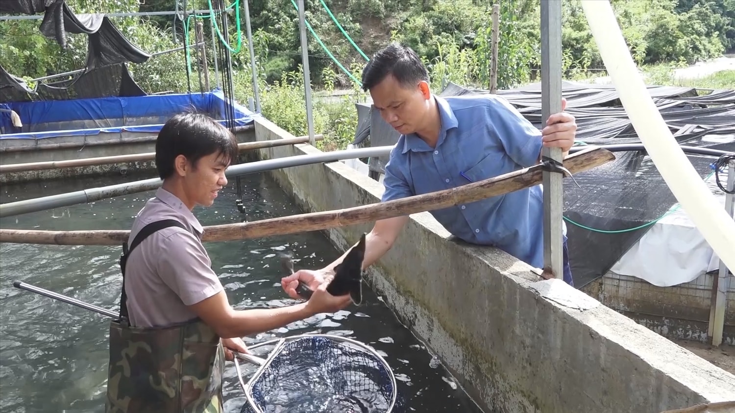 Người dân Hua Bum nuôi cá tầm để phát triển kinh tế, nâng cao thu nhập Người dân Hua Bum nuôi cá tầm để phát triển kinh tế, nâng cao thu nhập