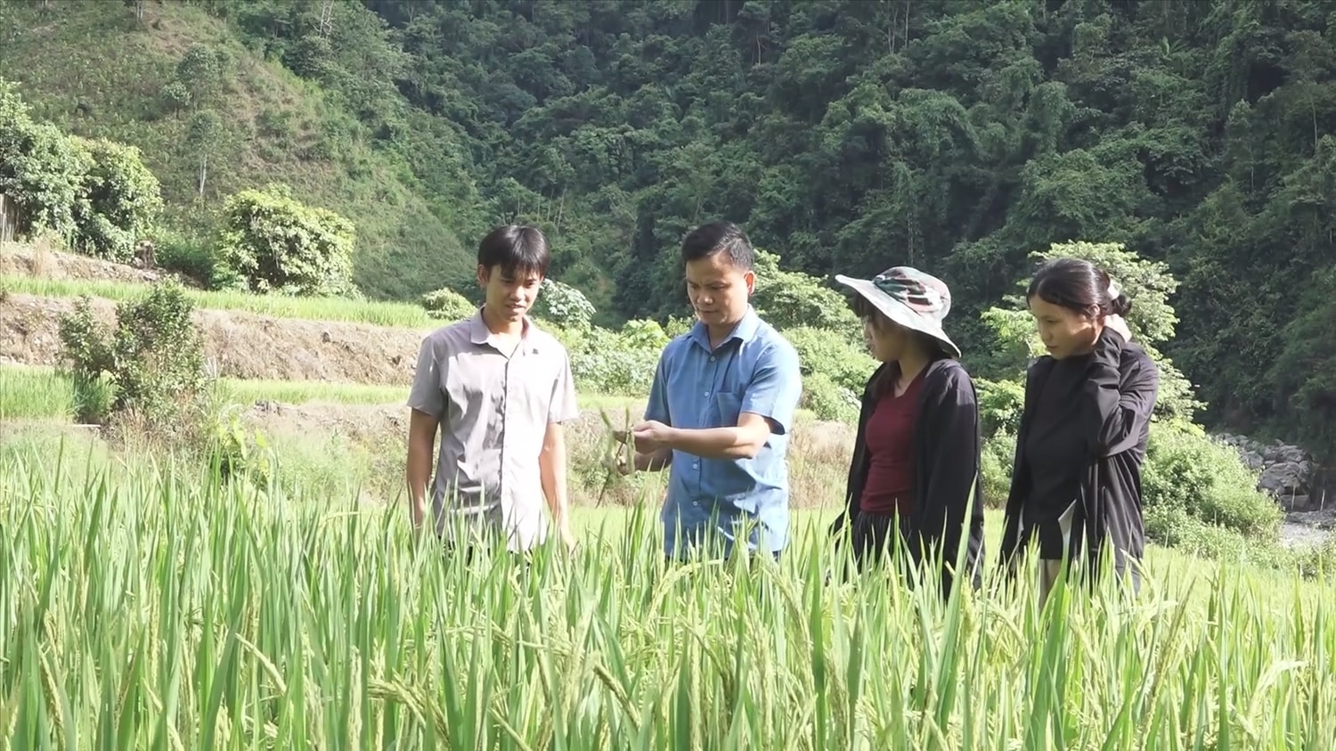 Nhân dân áp dụng khoa học kỹ thuật vào canh tác lúa. Nhân dân áp dụng khoa học kỹ thuật vào canh tác lúa.