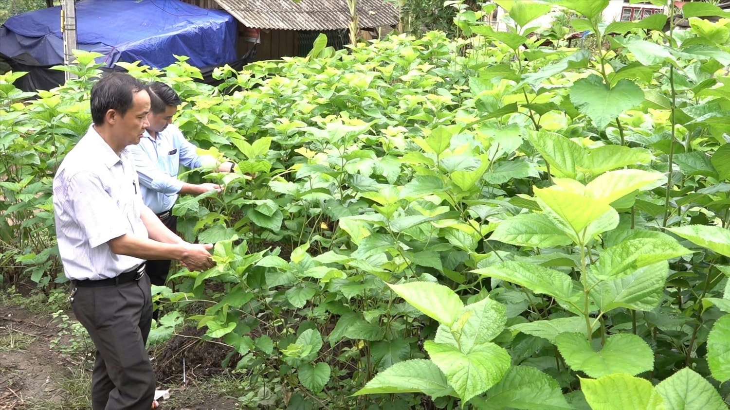 Cán bộ kỹ thuật hướng dẫn người dân chăm sóc vườn dâu tại xã Quảng Lâm (Cao Bằng).