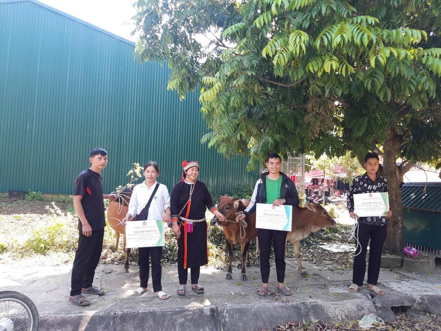Đồng bào DTTS tại Cao Bằng được trao hỗ trợ bò sinh sản