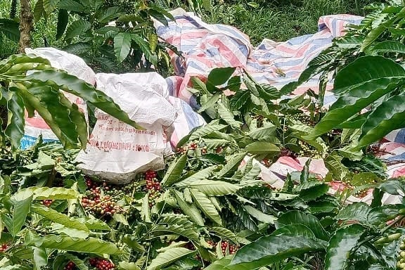 Không ít vườn cà phê bị trộm đột nhập