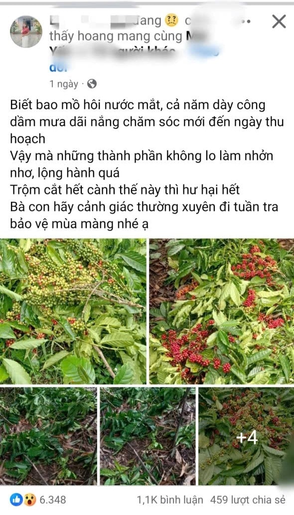 Người dân bức xúc đăng lên mạng xã hội về nạn trộm cà phê.