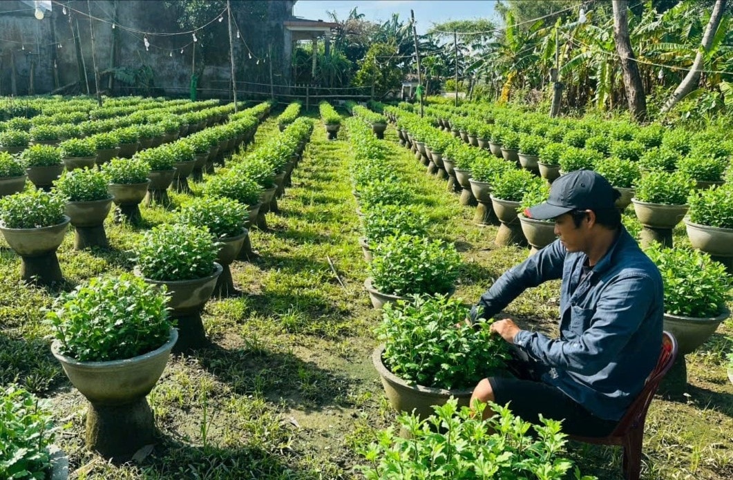 Người dân xã Vệ Giang, tỉnh Quảng Ngãi chăm sóc, khôi phục các chậu hoa cúc sau mưa bão. Ảnh: Mỹ Hoa