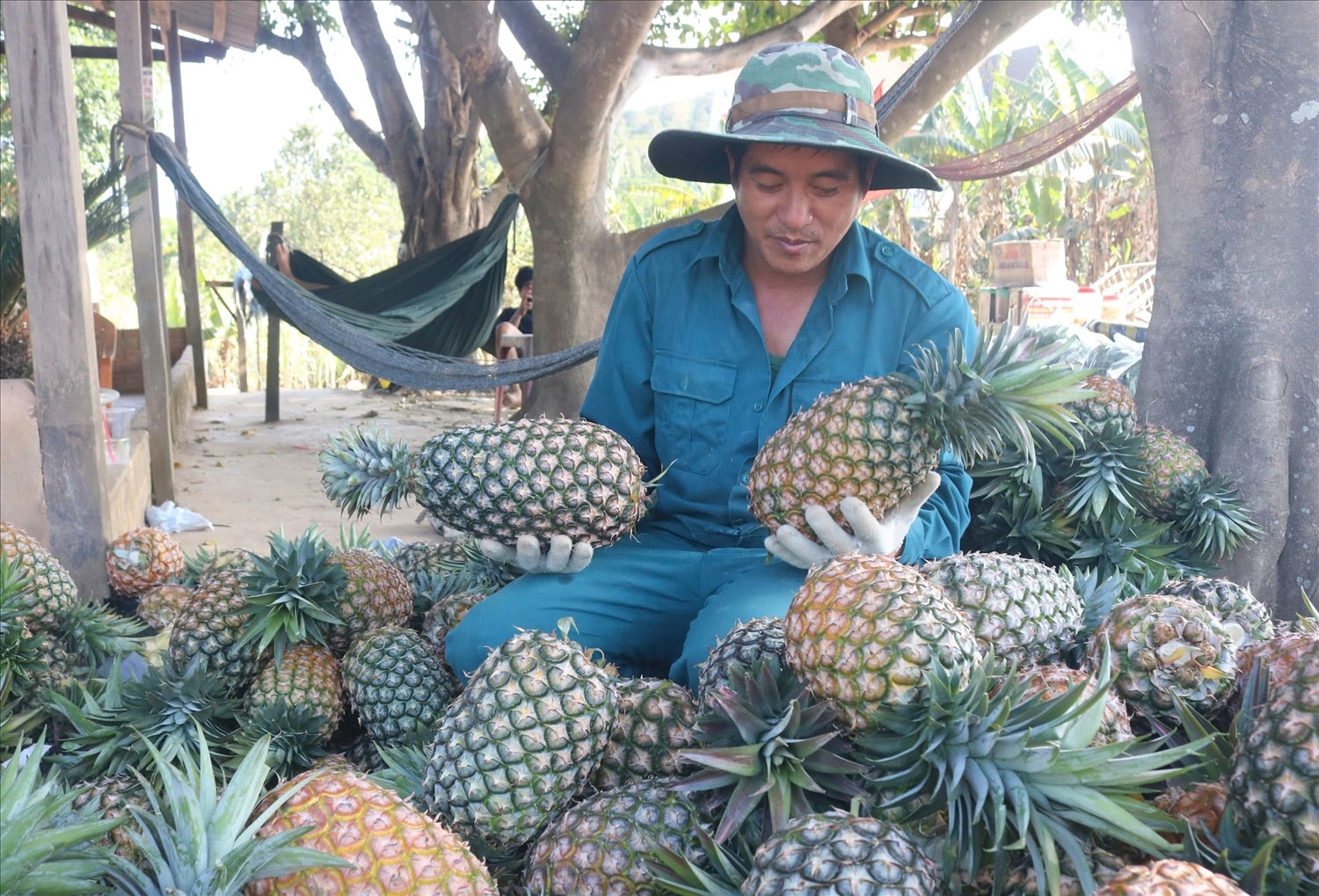 Liên kết sản xuất, đầu ra ổn định, cây dứa trở thành cây trồng chủ lực