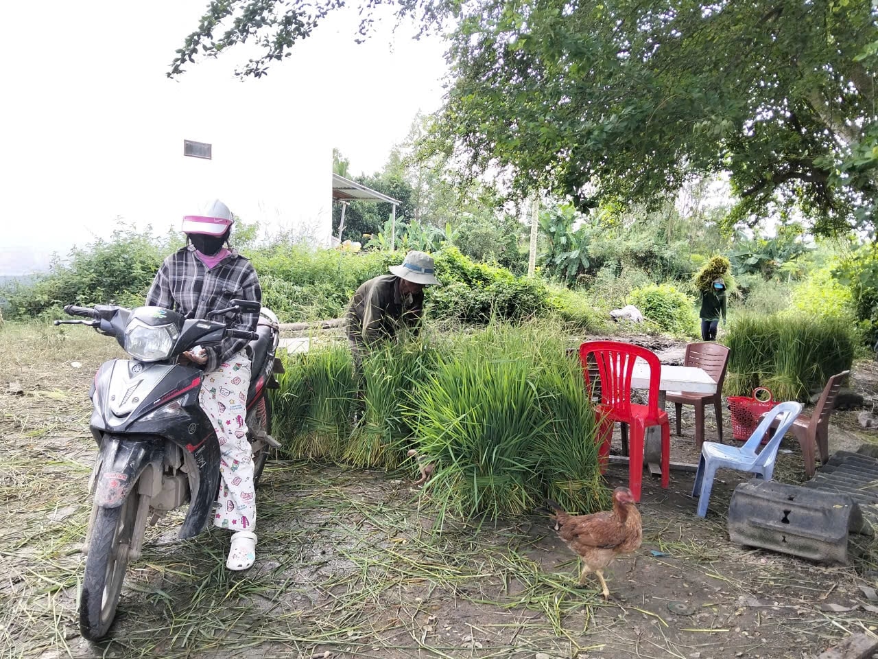Chợ cỏ Ô Lâm là nguồn sống của hàng chục hộ đồng bào Khmer.