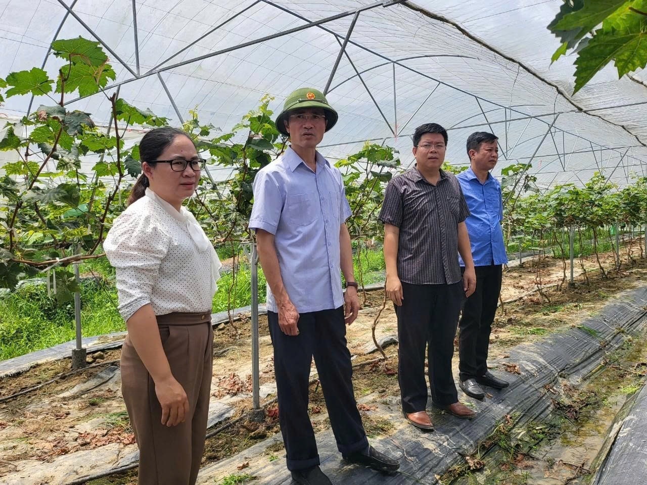 Các đồng chí lãnh đạo tỉnh thăm mô hình trồng nho mẫu đơn tại Hua Nà