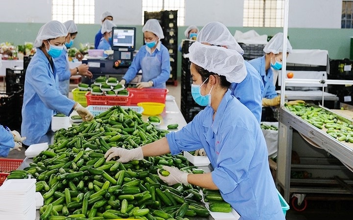 Mỹ xem xét miễn thuế đối ứng, mở cơ hội lớn cho nông, thủy sản Việt Nam tăng sức cạnh tranh và mở rộng thị phần tại thị trường Mỹ (Ảnh IT)