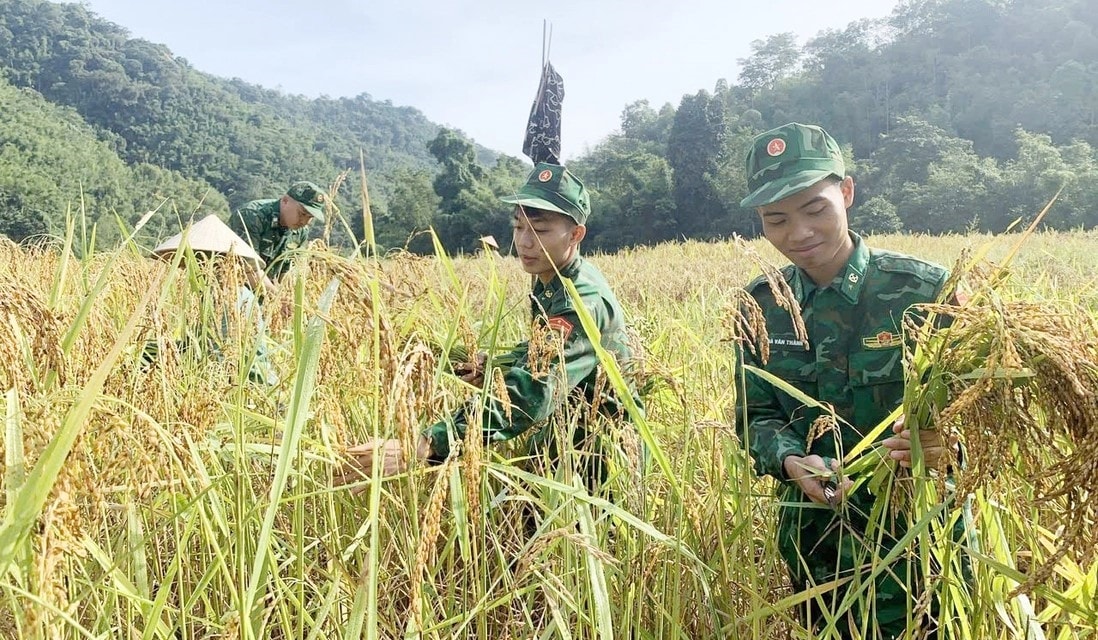 Cán bộ, chiến sĩ của Đồn tích cực phối hợp với địa phương giúp đỡ người dân thu hoạch lúa. (Ảnh: BDBP)