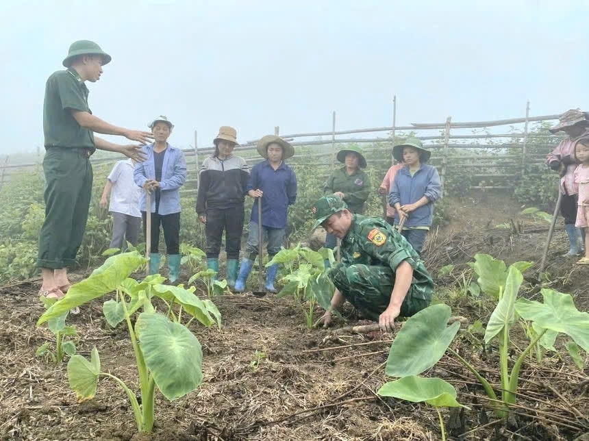 Đồn Biên phòng Cửa khẩu Quốc tế Na Mèo phối hợp với UBND xã Na Mèo triển khai mô hình trồng thử nghiệm “khoai mán ruột vàng”.(Ảnh BĐBP)